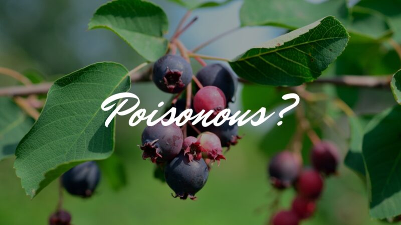Are Saskatoon Berries Poisonous
