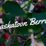 Are Saskatoon Berries Poisonous - Everything You Need to Know