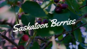 Are Saskatoon Berries Poisonous - Everything You Need to Know