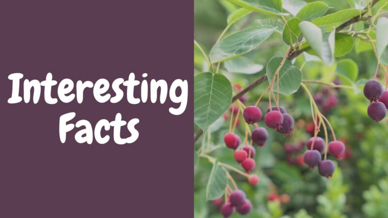 Interesting Facts About Saskatoon Berries