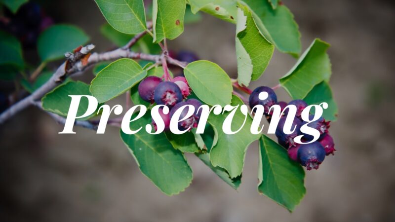 Preserving Saskatoon Berries