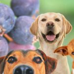 Saskatoon Berries and Dogs
