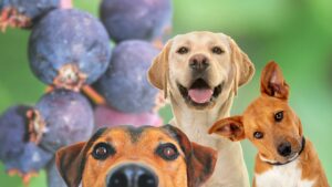 Saskatoon Berries and Dogs