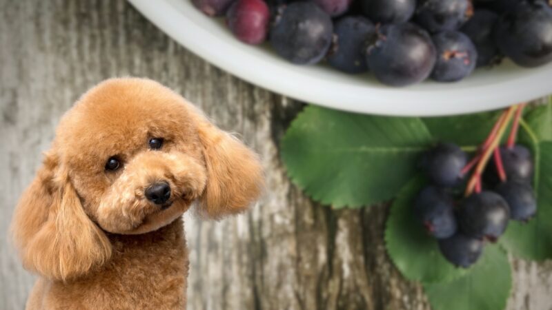 a serving of saskatoon berries and a poodle in the left corner